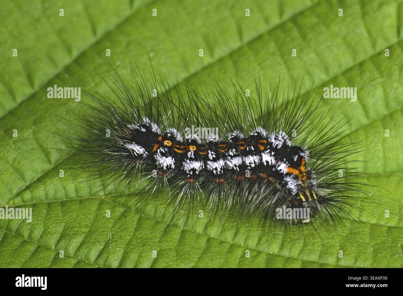 Porthesia similis, Schwan (raupe) Stockfoto