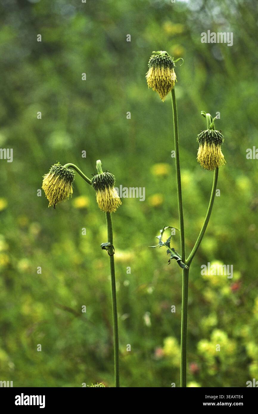 Cirsium erisithales, klebrige Distel Stockfoto
