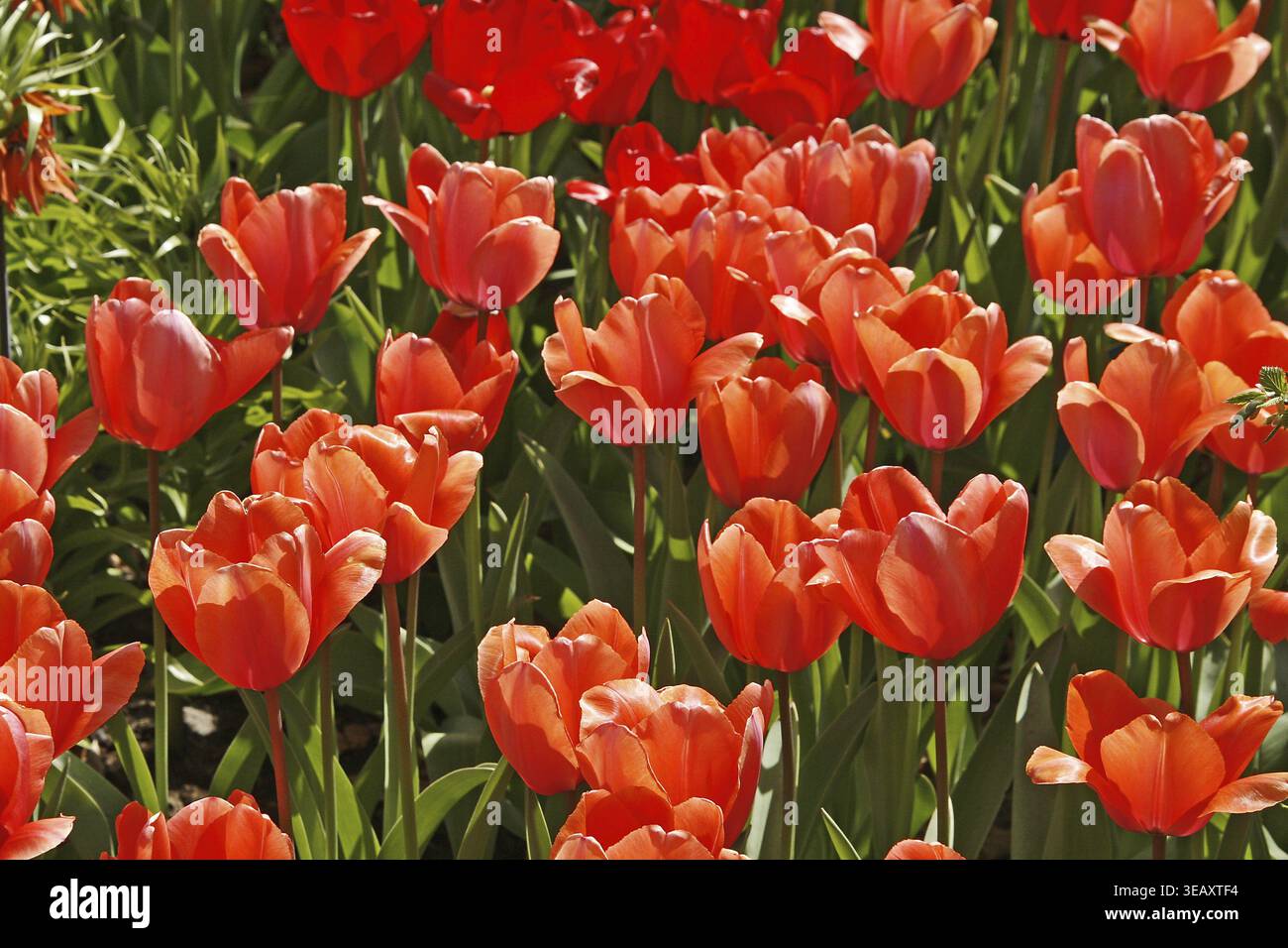 Tulipa 'Apricot Impression', Darwin Hybrid Tulpe Stockfoto