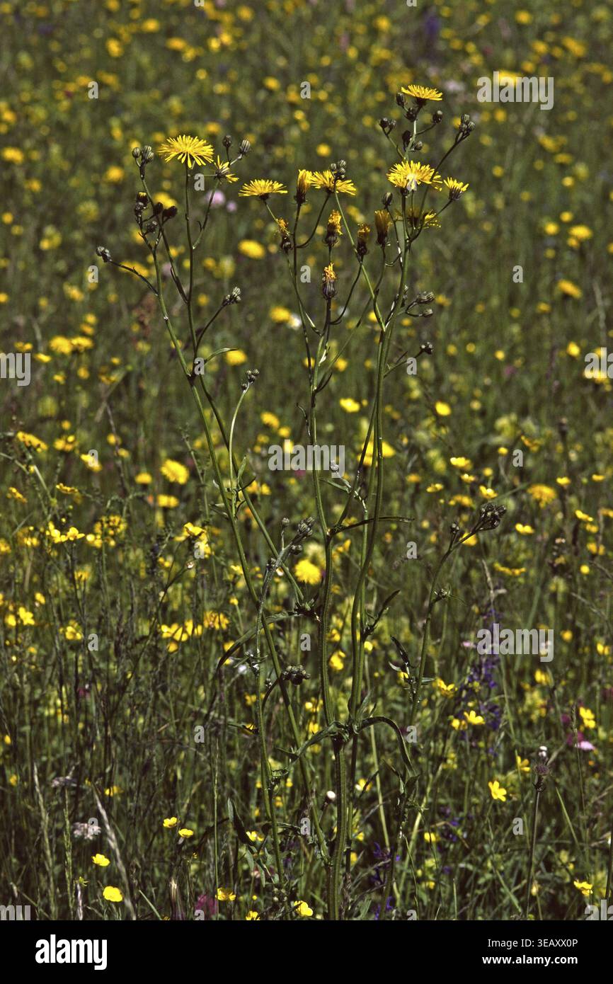 Crepis biennis, Wiesen-Pippau Stockfoto