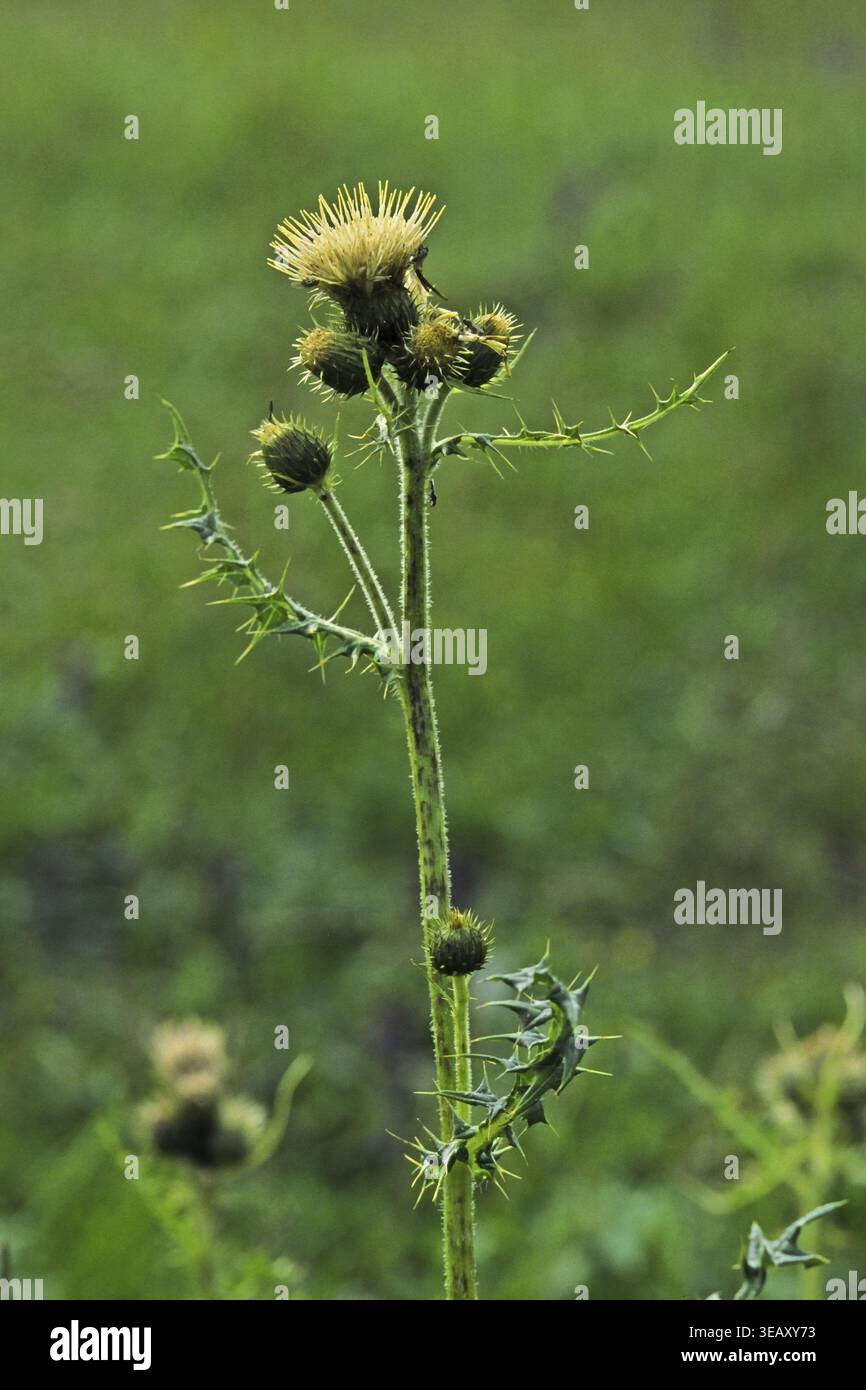Cirsium erisithales, klebrige Distel Stockfoto