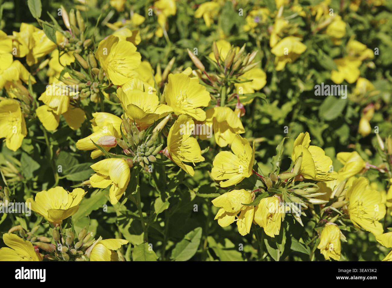 Oenothera tetragona, Nachtkerze Stockfoto