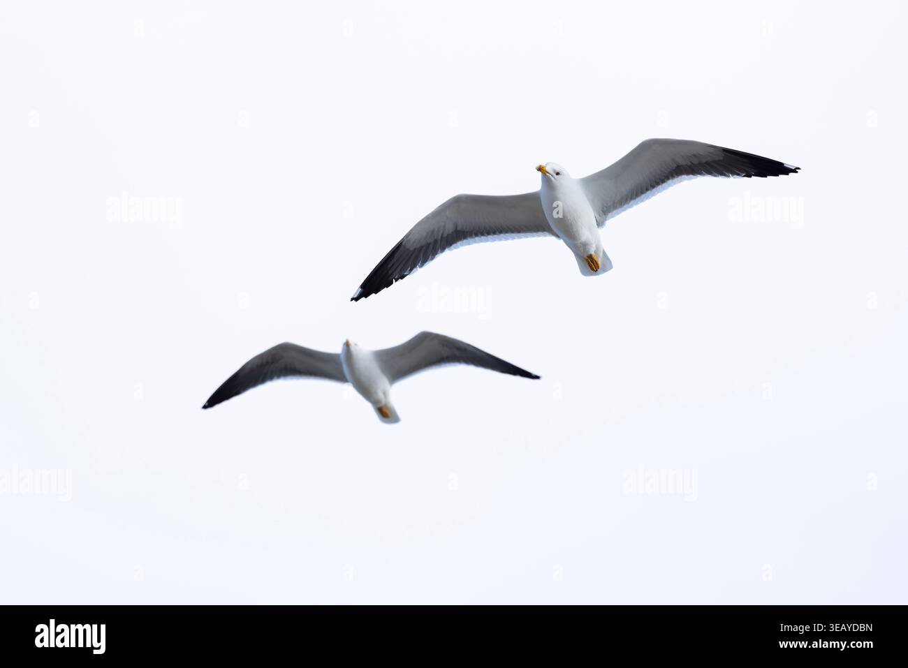Ein Paar von Zwergmöwen (Larus fuscus) der Unterart intermedius im Flug, gefunden in Texel in den Niederlanden Stockfoto