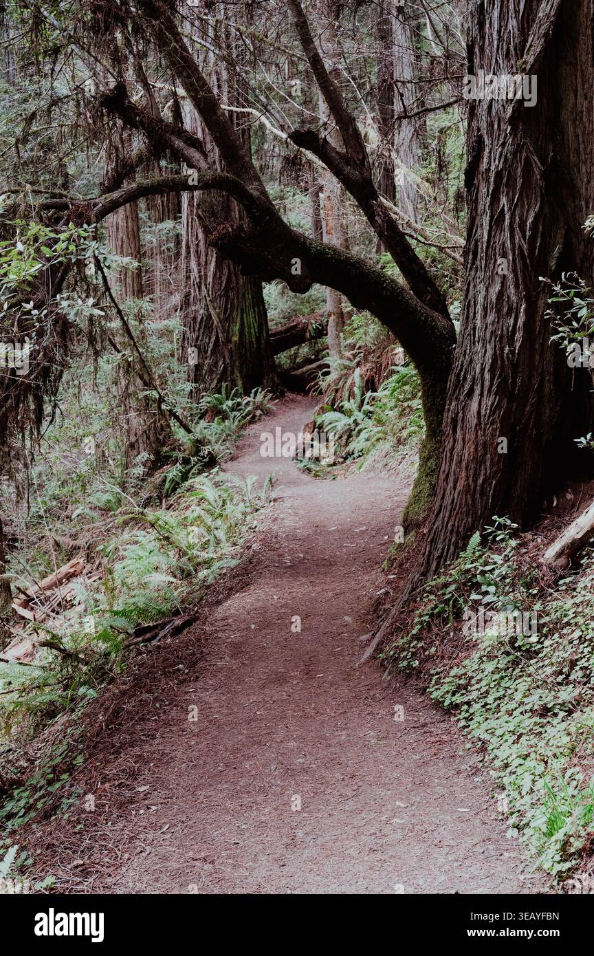 Kurviger Pfad durch den Redwood Forest Stockfoto