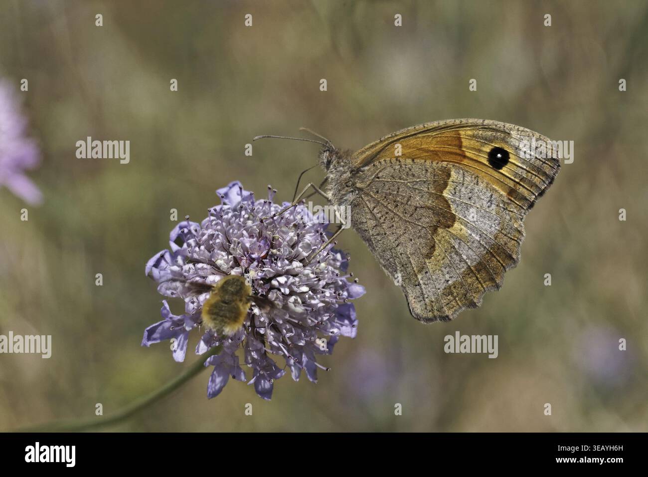 Maniola jurtina, Wiesenbrauner Schmetterling (weiblich) auf Skabious Blume - Maniola jurtina, Wiesenbrauner Schmetterling (weiblich) auf Skabious Blume Stockfoto
