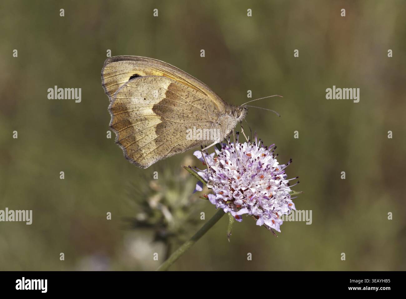Maniola jurtina, Wiesenbrauner Schmetterling (weiblich) auf Skabious Blume - Maniola jurtina, Wiesenbrauner Schmetterling (weiblich) auf Skabious Blume Stockfoto