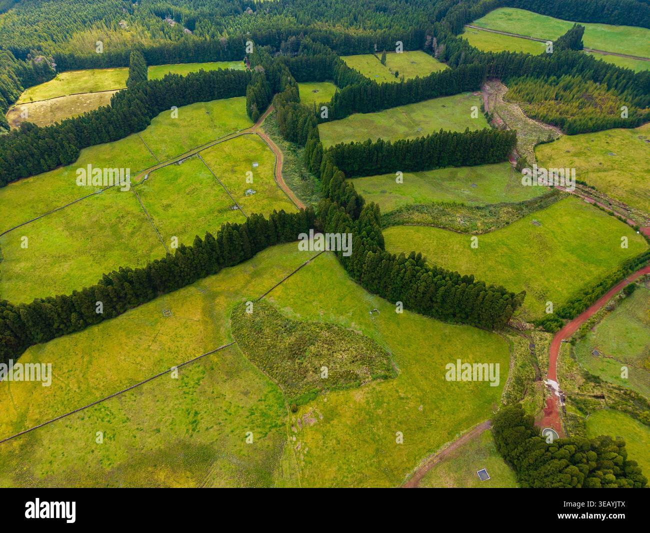 Aus der Vogelperspektive pulsierende grüne Weiden, die durch dunkelgrüne Baumlinien geteilt sind, schaffen einen atemberaubenden Kontrast in der Landschaft, Terceira, Azoren, Portugal. Stockfoto