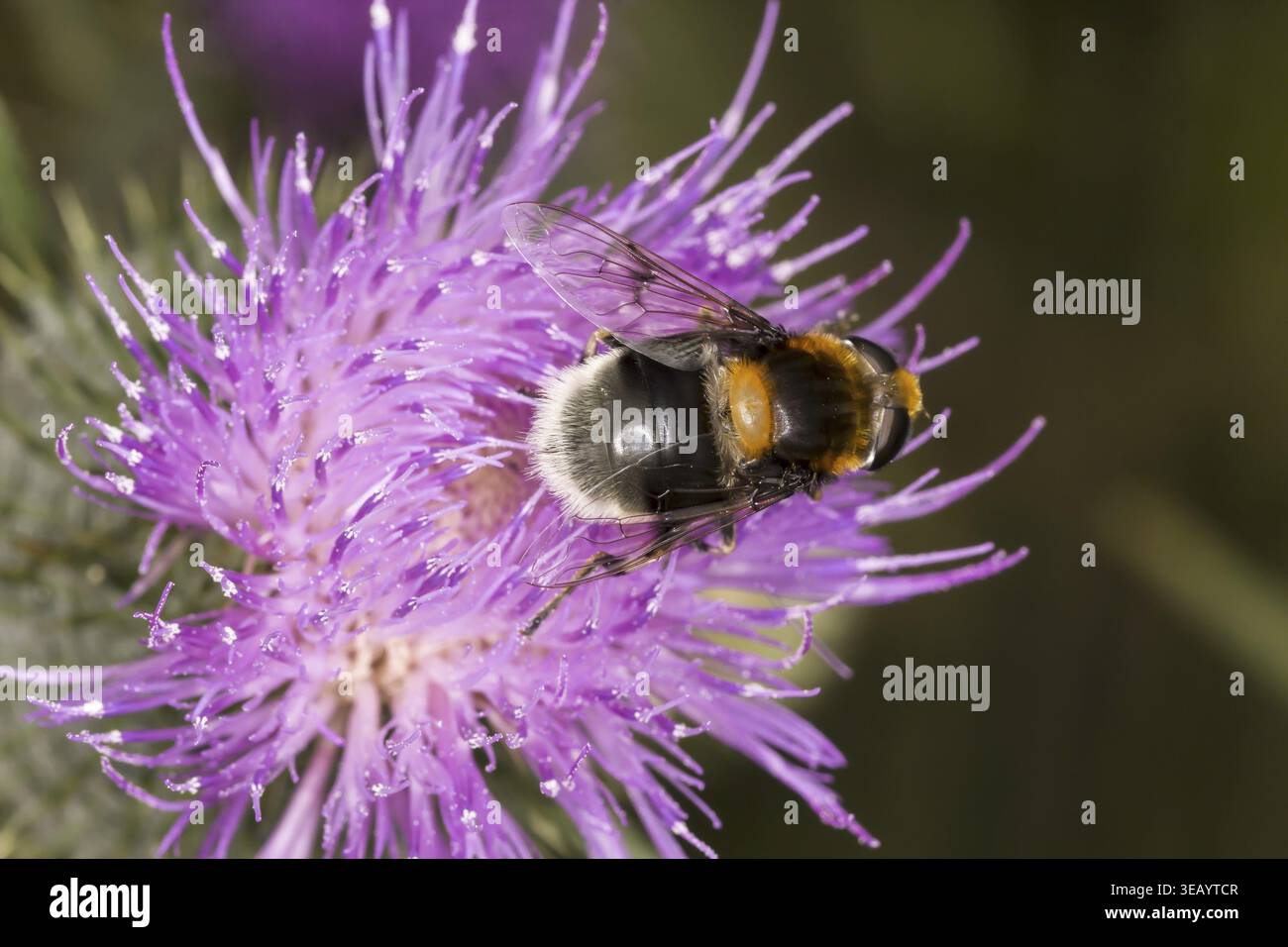 Volucella bombylans, Hummel hoverfly auf gewöhnlicher Distel, Cirsium vulgare, Niedersachsen - Volucella bombylans, Hoverfly auf Cirsium vulgare, Bulle this Stockfoto
