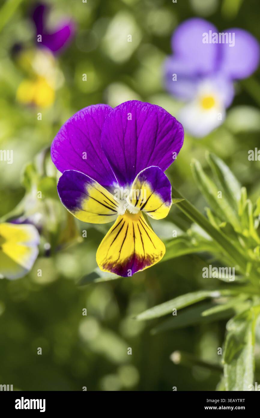 Viola Tricolor, wildes Stiefmütterchen, Herzenslust, Kitzel-meine-Fancy, drei Gesichter in einer Kapuze, wildes Stiefmütterchen, Liebe im Müßiggang Stockfoto