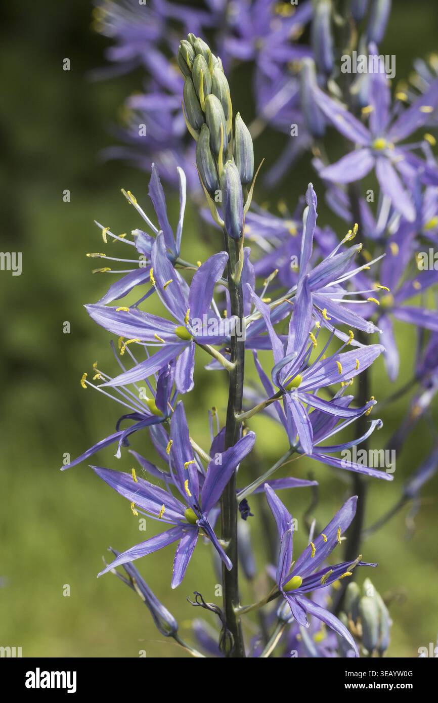 Camassia cusickii, Cusick's Prärielilie - Camassia cusickii, Cussicks camas, Quamash, Camass, wilde Hyazinthe Stockfoto