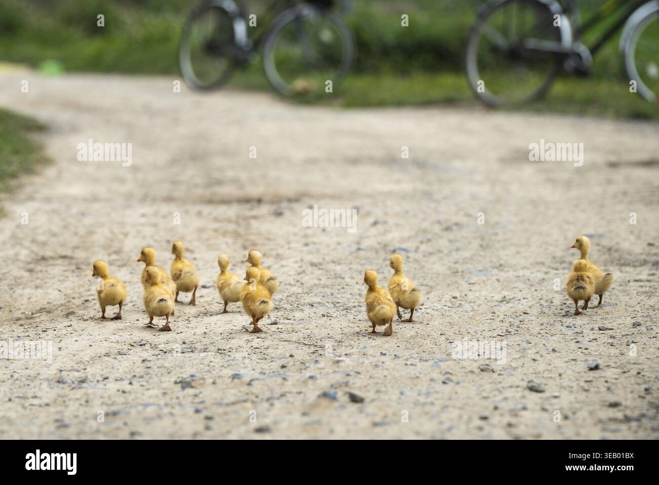Kleine gelbe Entlein auf Freiland in ländlichem Ackerland, Vogelschwärme, die an sonnigen Tagen auf der Straße entlang laufen, Enten, die gemeinsam auf der Co. Schlendern Stockfoto