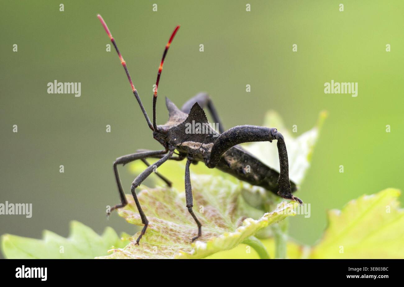 Schwarzer Käfer mit 6 Beinen und lang gestreiftem rot-schwarzem Schnurrbart sitzt auf Blatt, Biologie Wildtiere grüner Hintergrund, Nahaufnahme. Pentatomomorpha - infraorder h Stockfoto