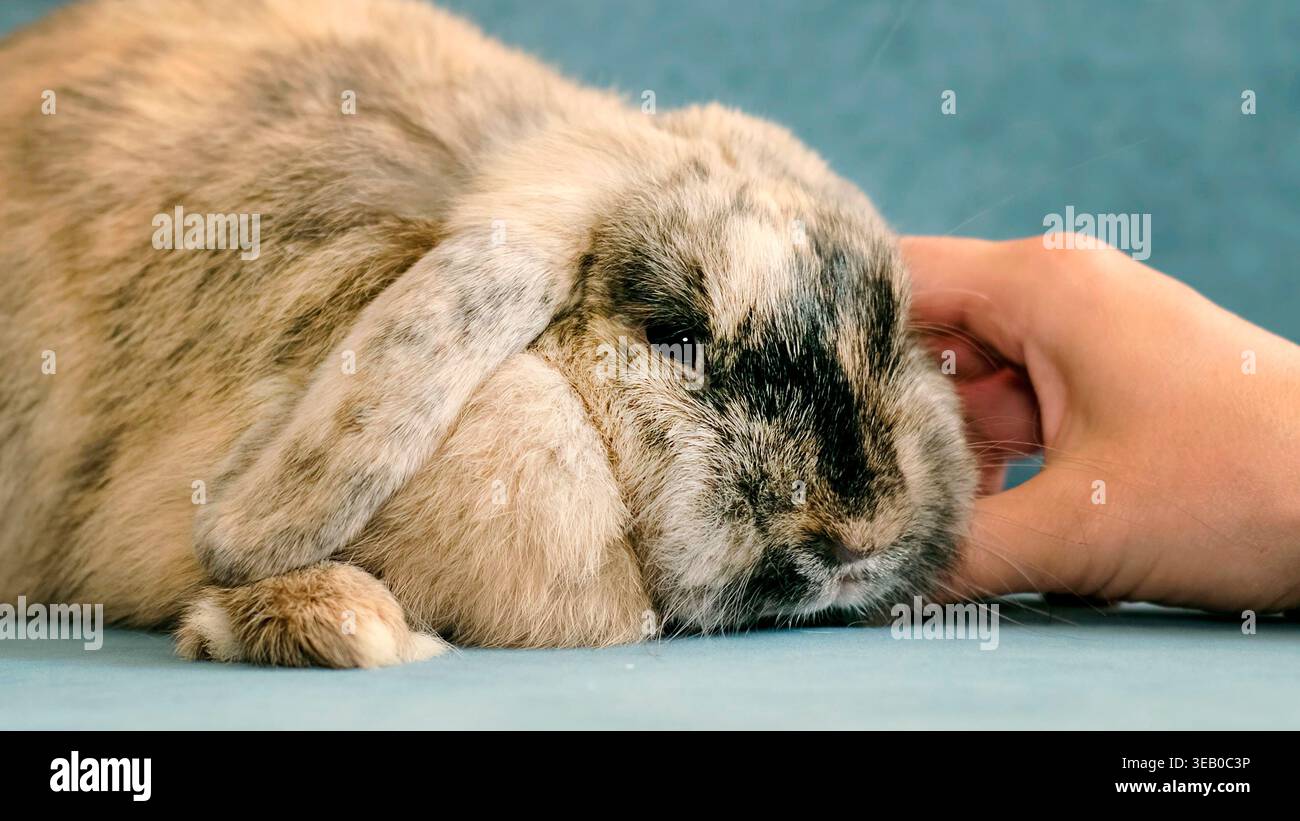 Ein Kaninchen liegt entspannt, während es sanft gestreichelt und aus nächster Nähe mit sanfter Beleuchtung und geringer Schärfentiefe aufgenommen wird. Das Bild hebt den Komfort hervor Stockfoto