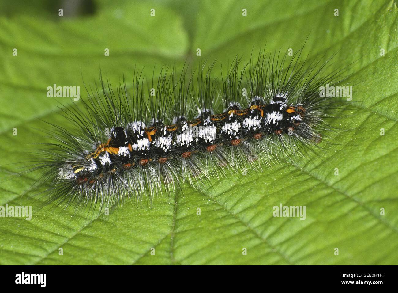 Porthesia similis, Schwan (raupe) Stockfoto