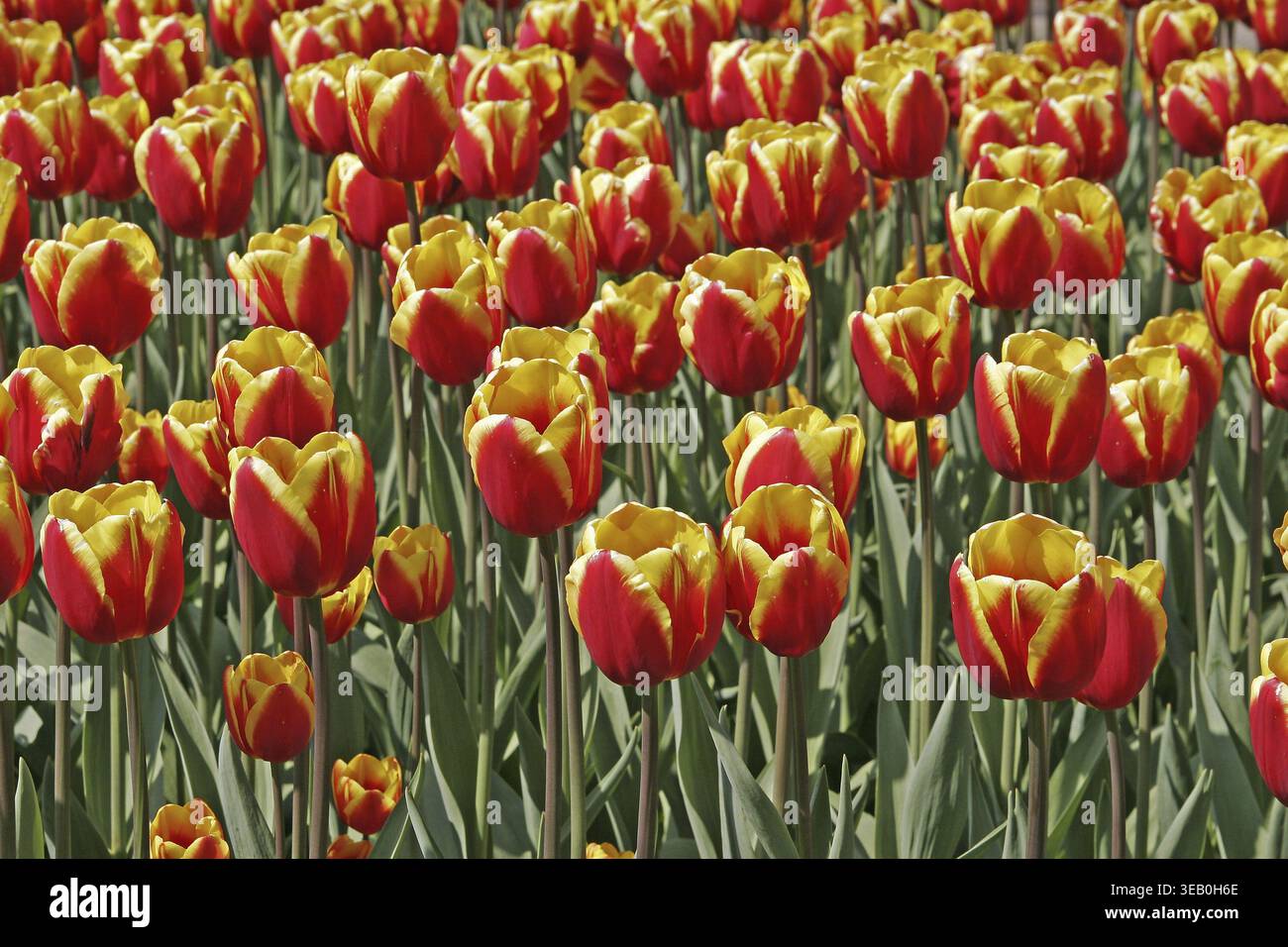 Tulipa 'Dänemark', Triumph Tulip, Den Mark Stockfoto