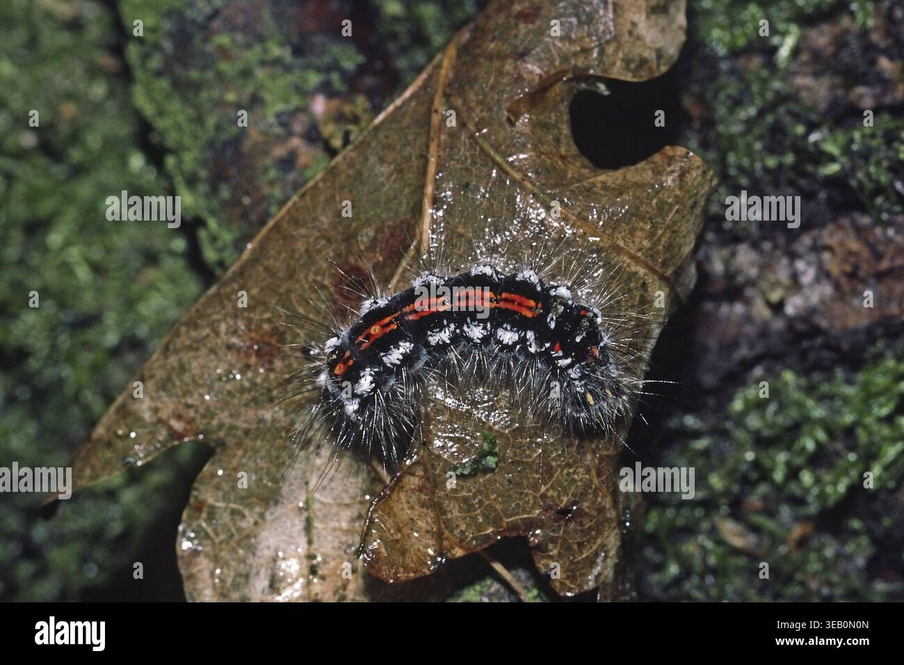 Porthesia similis, Schwan (raupe) Stockfoto