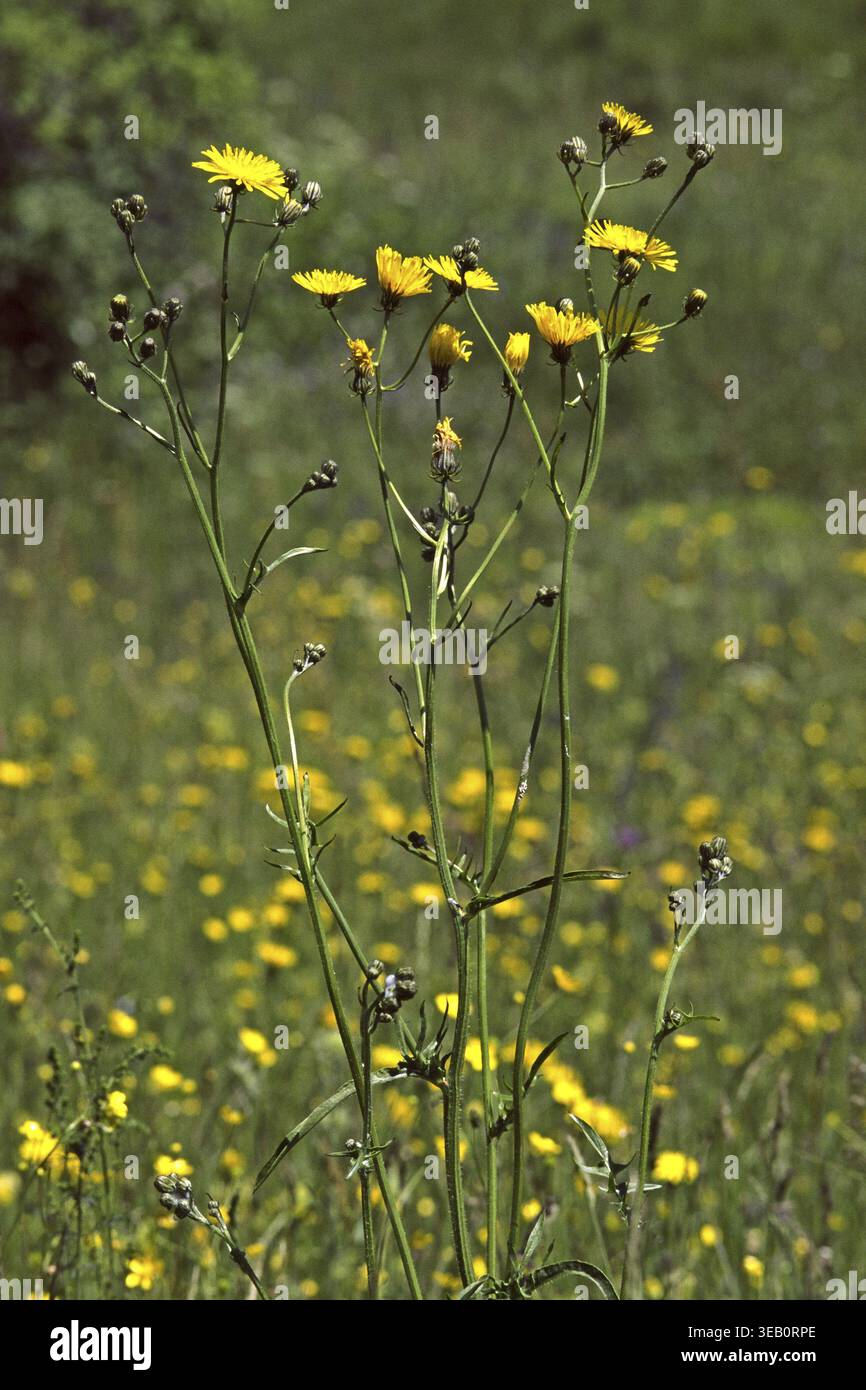 Crepis biennis, Wiesen-Pippau Stockfoto
