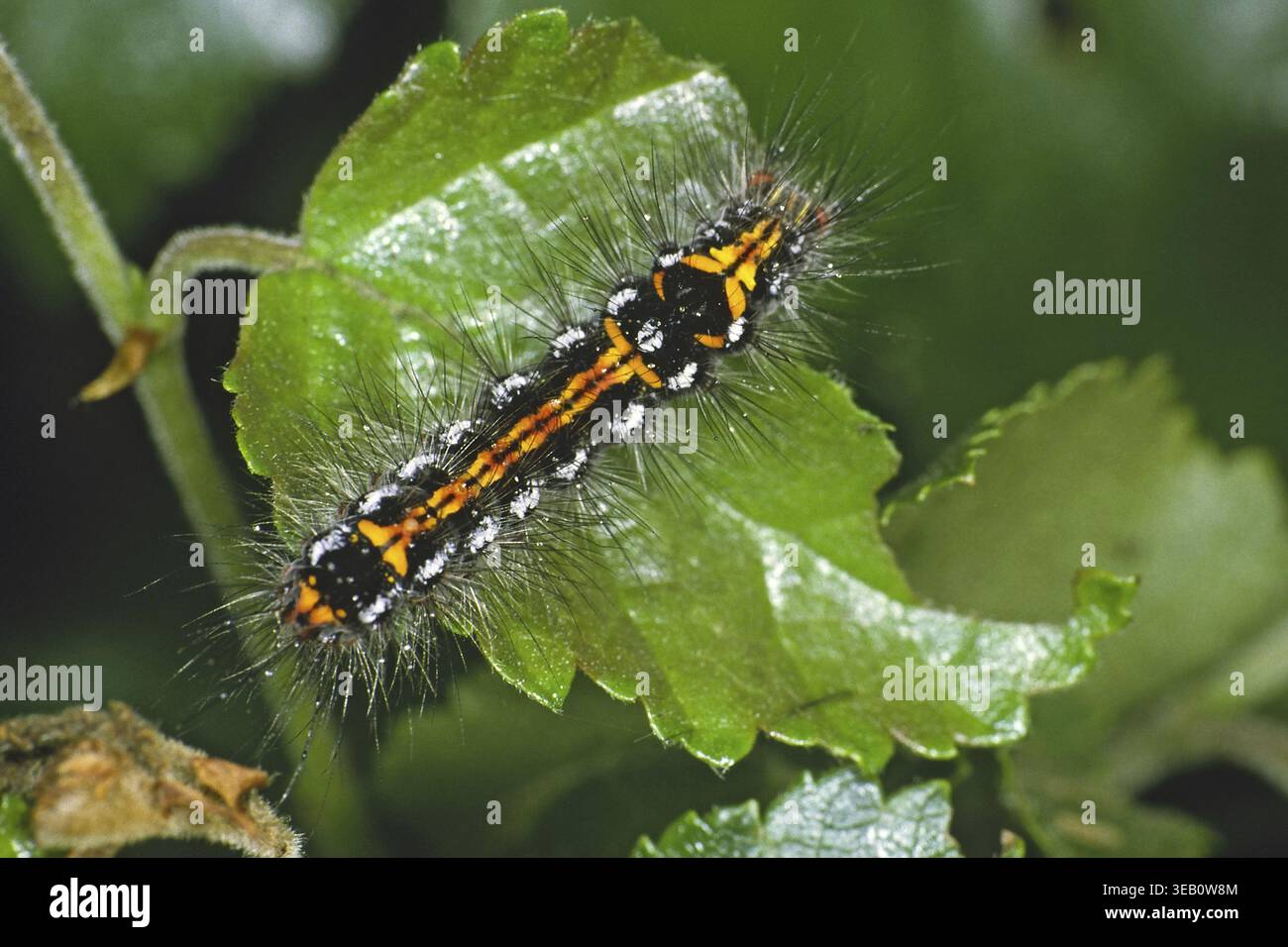 Porthesia similis, Schwan (raupe) Stockfoto