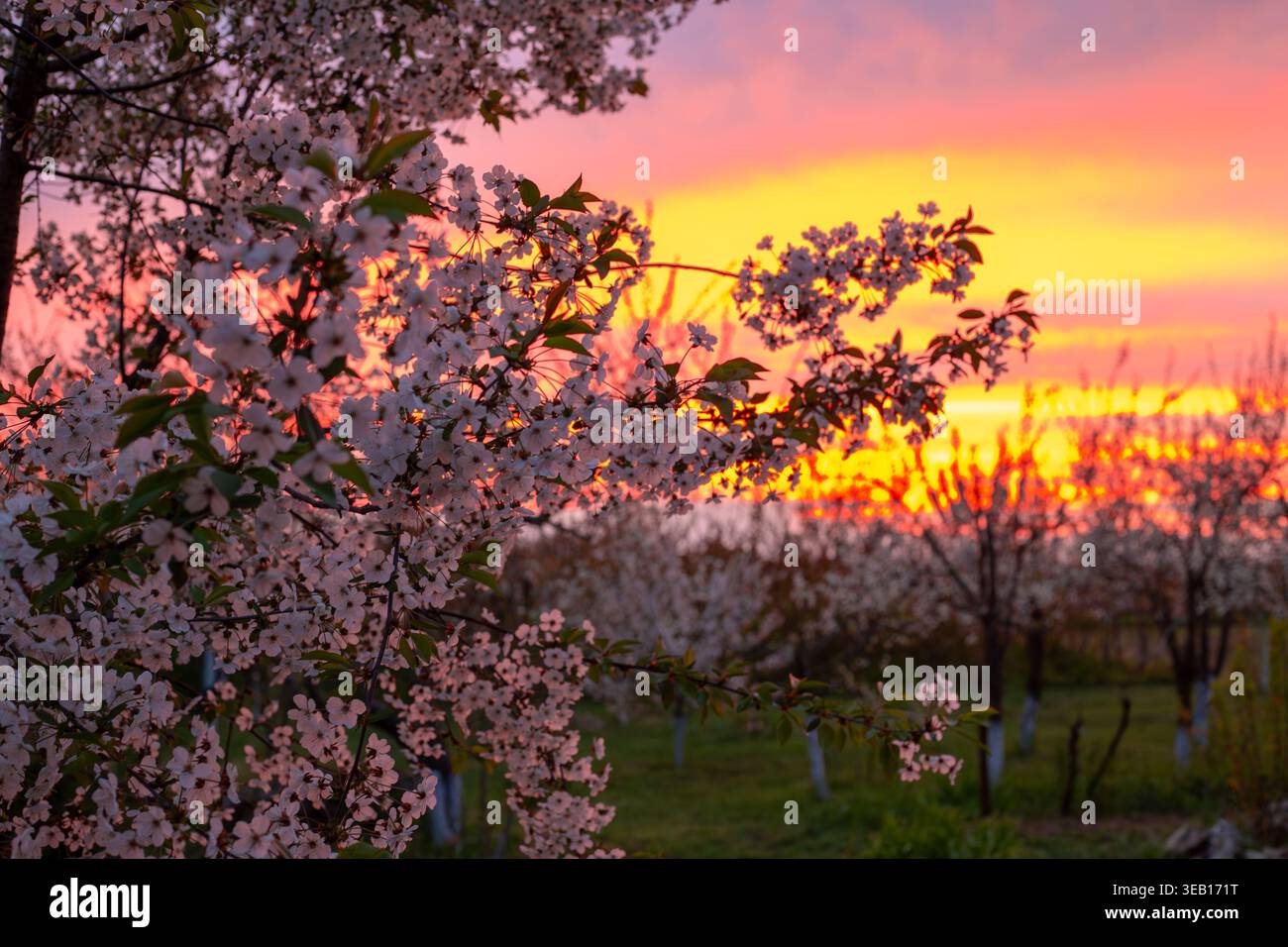 Obstbäume blühen vor einem leuchtenden orangefarbenen Sonnenuntergang in einem Frühlingsgarten. Frühlingsgarten Sonnenuntergang, blühende Natur, abendliche Landschaft. Stockfoto