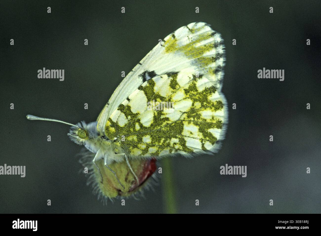 Euchloe Ausonia, Ausonia Weiße Stockfoto