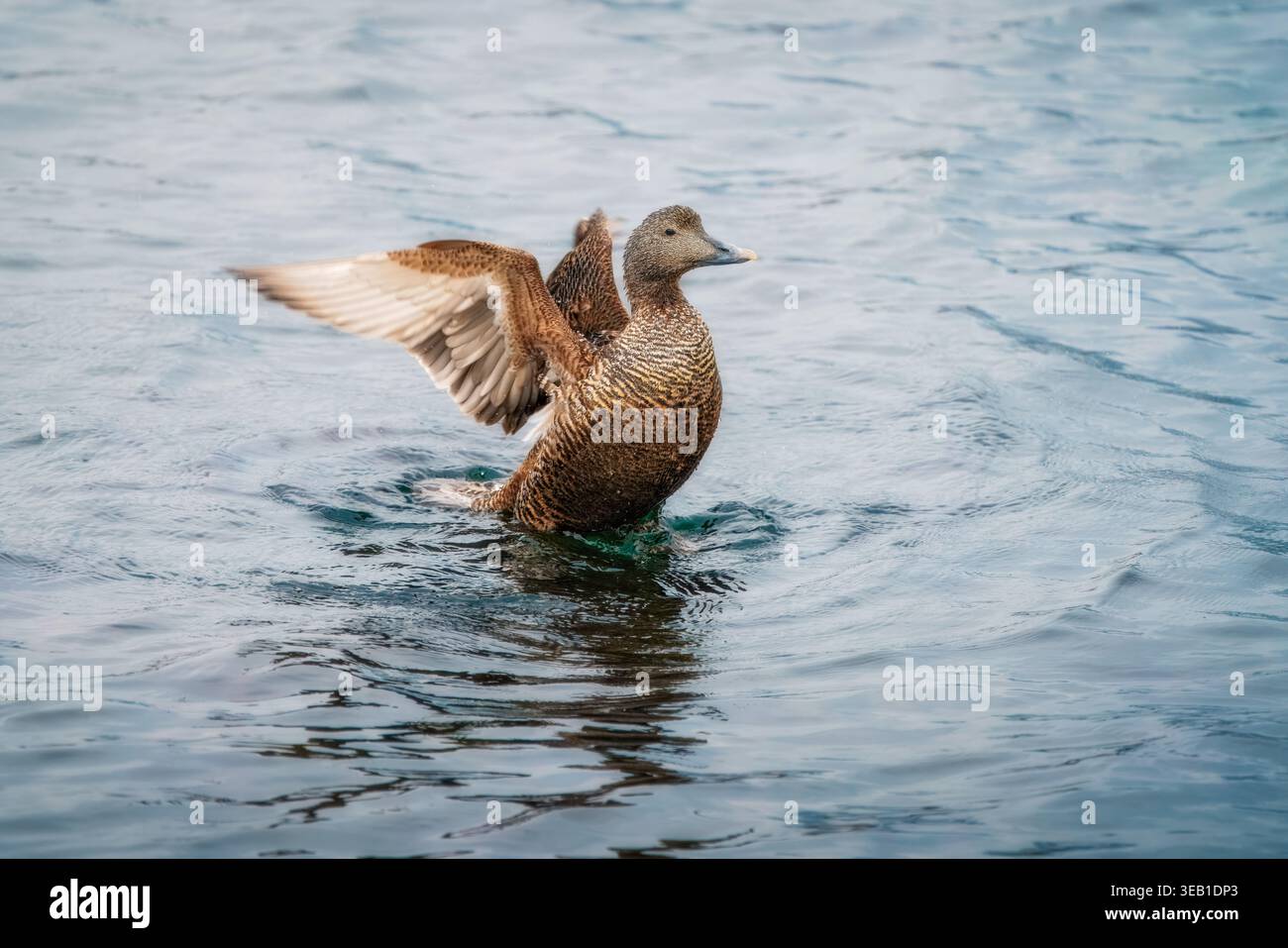 Blick auf eine weibliche Eiderente, die mit den Flügeln flattert, während sie im kalten blauen Wasser des Hafens in Djupivogur, Mulathing, Island schwimmt. Stockfoto