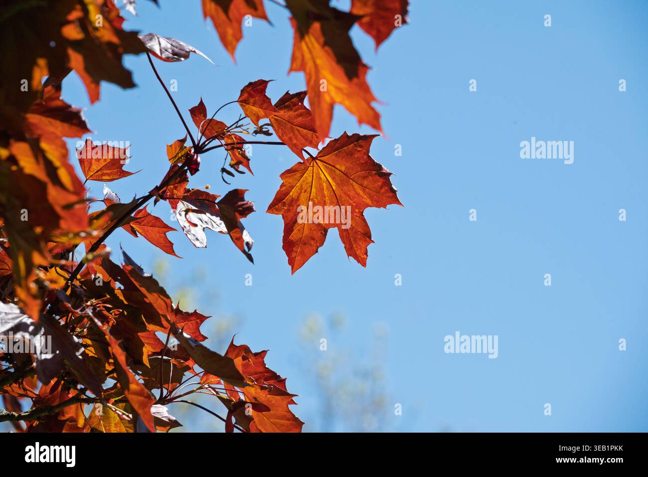 Leuchtend rote Ahornblätter leuchten vor einem klaren blauen Himmel, wunderschön von der hellen Sonne beleuchtet. Stockfoto