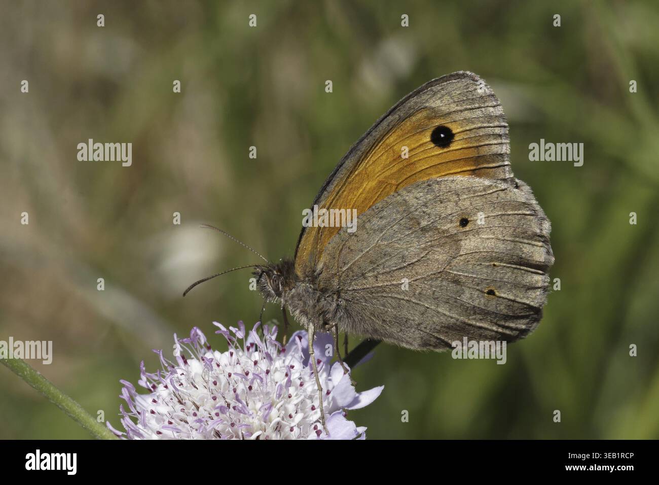 Maniola jurtina, Wiesenbrauner Schmetterling (männlich) auf Skabious Blume - Maniola jurtina, Wiesenbrauner Schmetterling (männlich) auf Skabious Blume Stockfoto