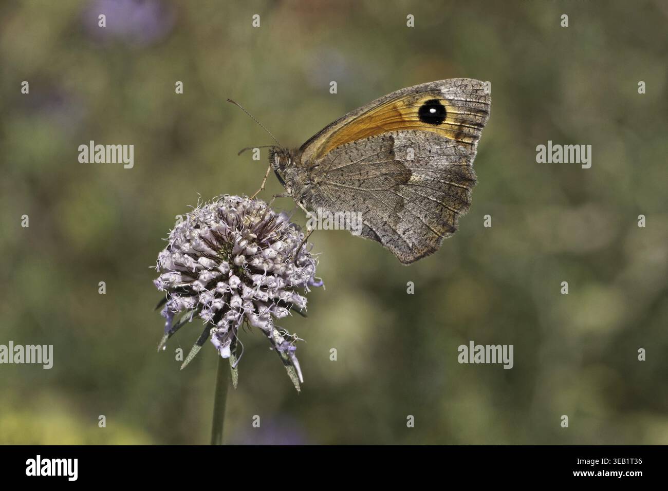 Maniola jurtina, Wiesenbrauner Schmetterling (weiblich) auf Skabious Blume - Maniola jurtina, Wiesenbrauner Schmetterling (weiblich) auf Skabious Blume Stockfoto