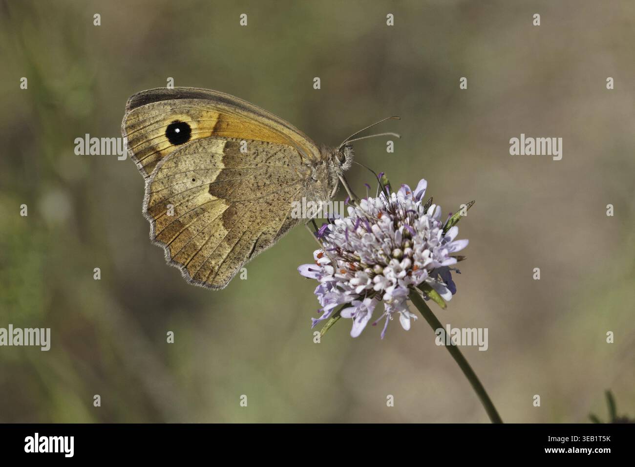 Maniola jurtina, Wiesenbrauner Schmetterling (weiblich) auf Skabious Blume - Maniola jurtina, Wiesenbrauner Schmetterling (weiblich) auf Skabious Blume Stockfoto