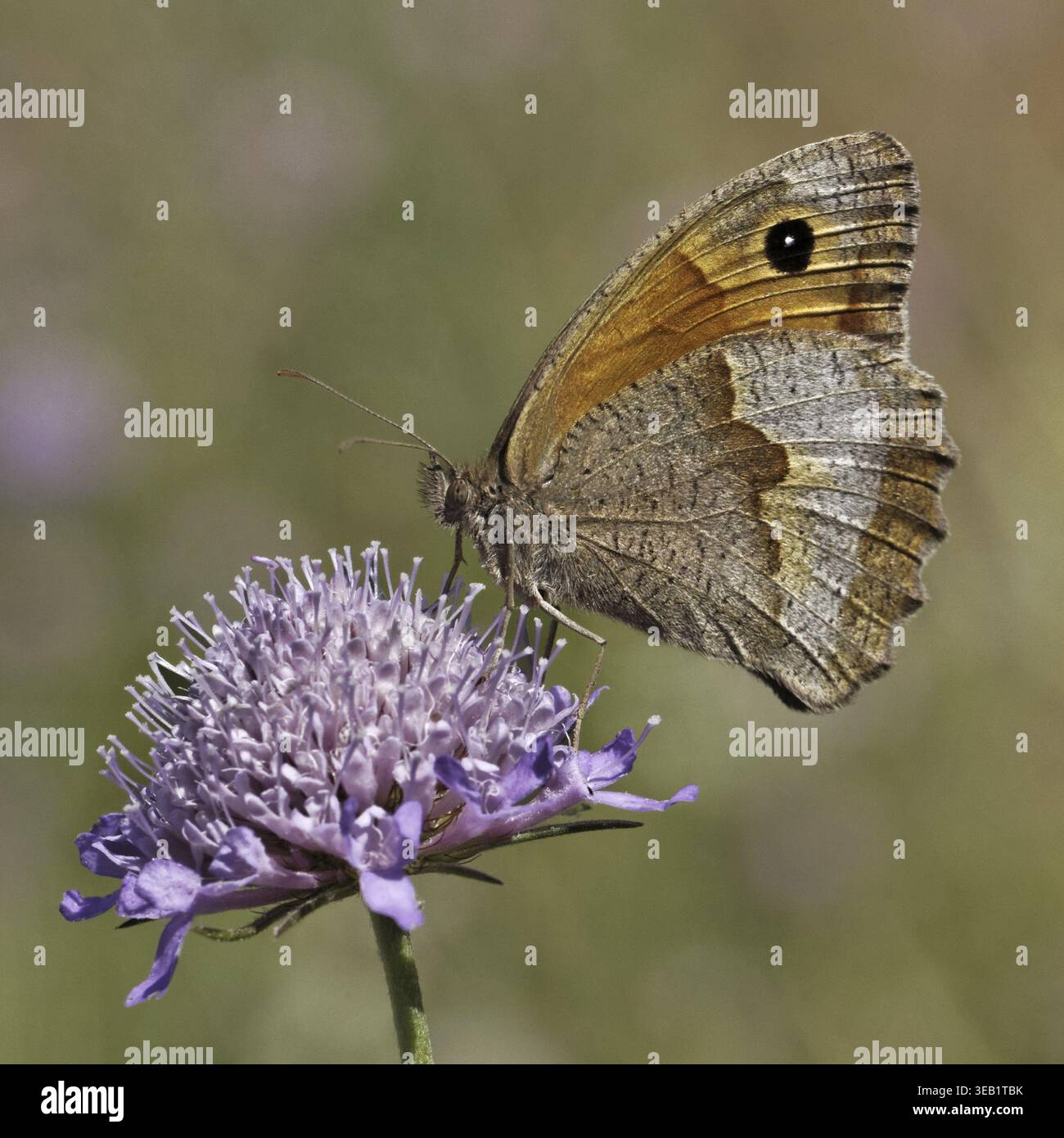 Maniola jurtina, Wiesenbrauner Schmetterling (weiblich) auf Skabious Blume - Maniola jurtina, Wiesenbrauner Schmetterling (weiblich) auf Skabious Blume Stockfoto