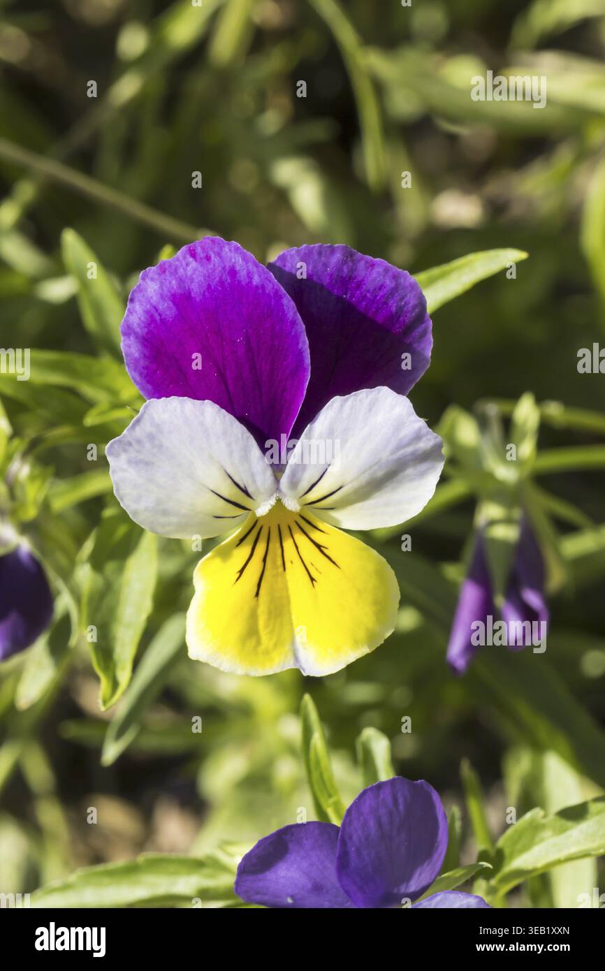 Viola Tricolor, wildes Stiefmütterchen, Herzenslust, Kitzel-meine-Fancy, drei Gesichter in einer Kapuze, wildes Stiefmütterchen, Liebe im Müßiggang Stockfoto