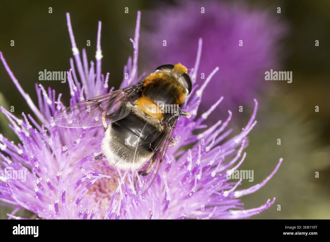 Volucella bombylans, Hummel hoverfly auf gewöhnlicher Distel, Cirsium vulgare, Niedersachsen - Volucella bombylans, Hoverfly auf Cirsium vulgare, Bulle this Stockfoto