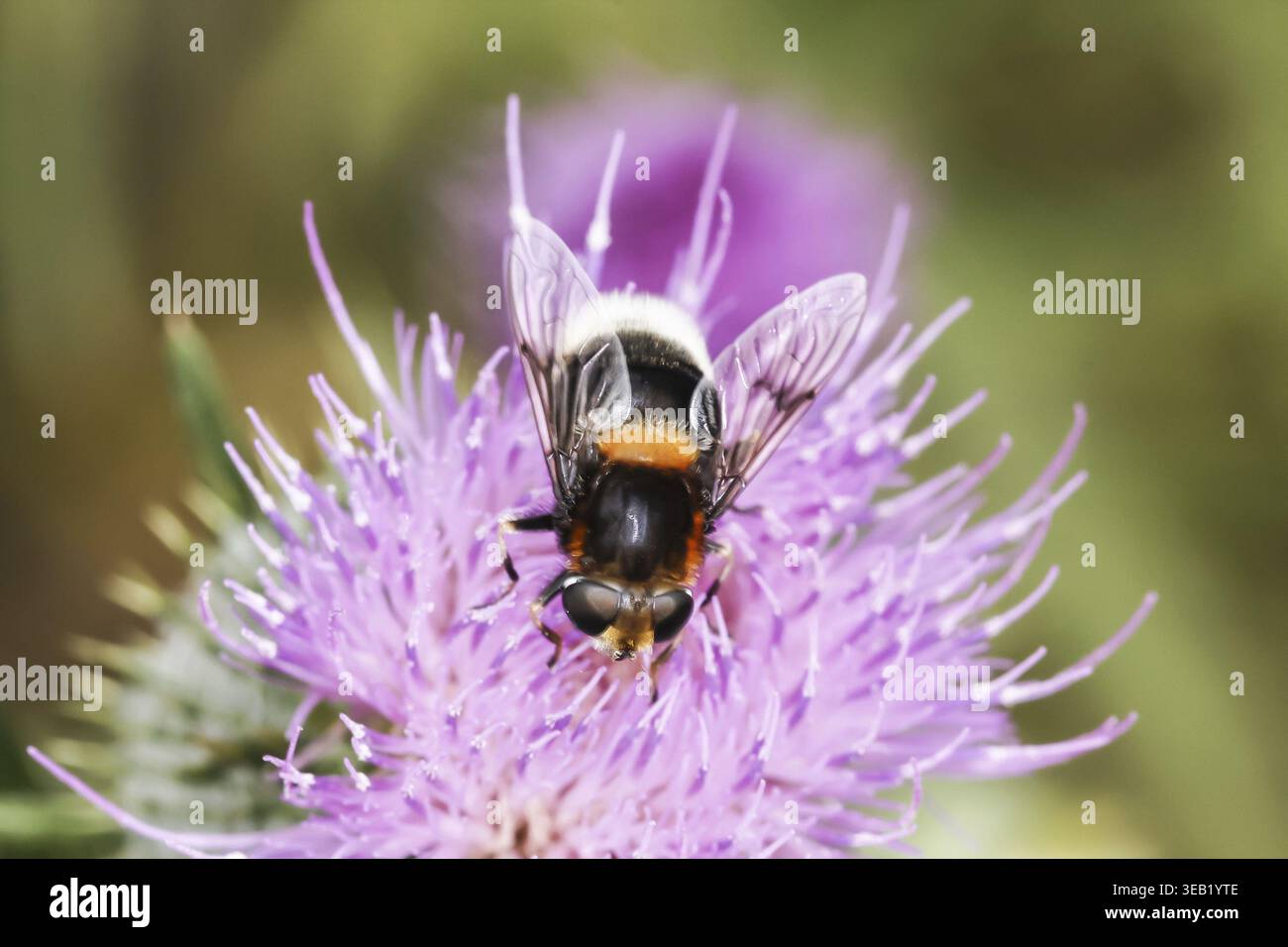 Volucella bombylans, Hummel hoverfly auf gewöhnlicher Distel, Cirsium vulgare, Niedersachsen - Volucella bombylans, Hoverfly auf Cirsium vulgare, Bulle this Stockfoto