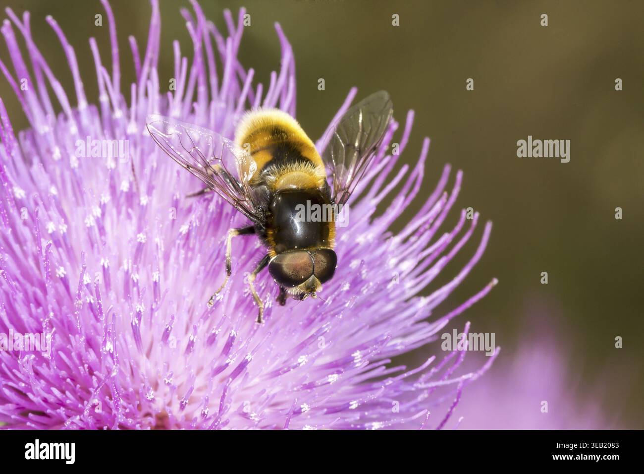 Volucella bombylans, Hummel hoverfly auf gewöhnlicher Distel, Cirsium vulgare, Niedersachsen - Volucella bombylans, Hoverfly auf Cirsium vulgare, Bulle this Stockfoto