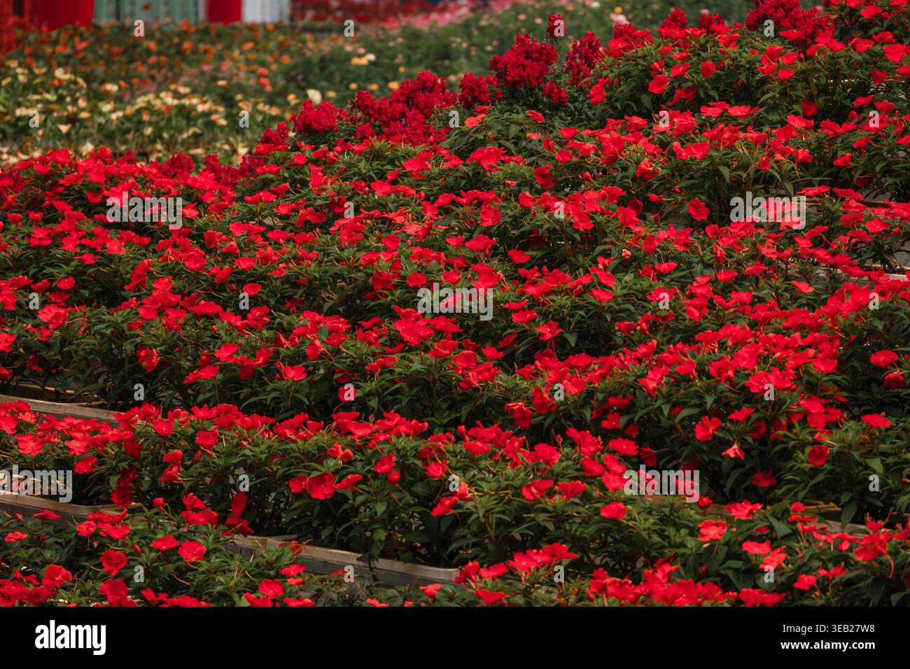 Betten Mit Leuchtenden Roten Blumen Stockfoto