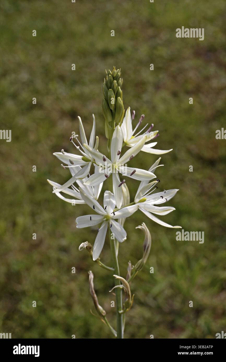 Camassia cusickii, Cusiks Prärielilie Stockfoto