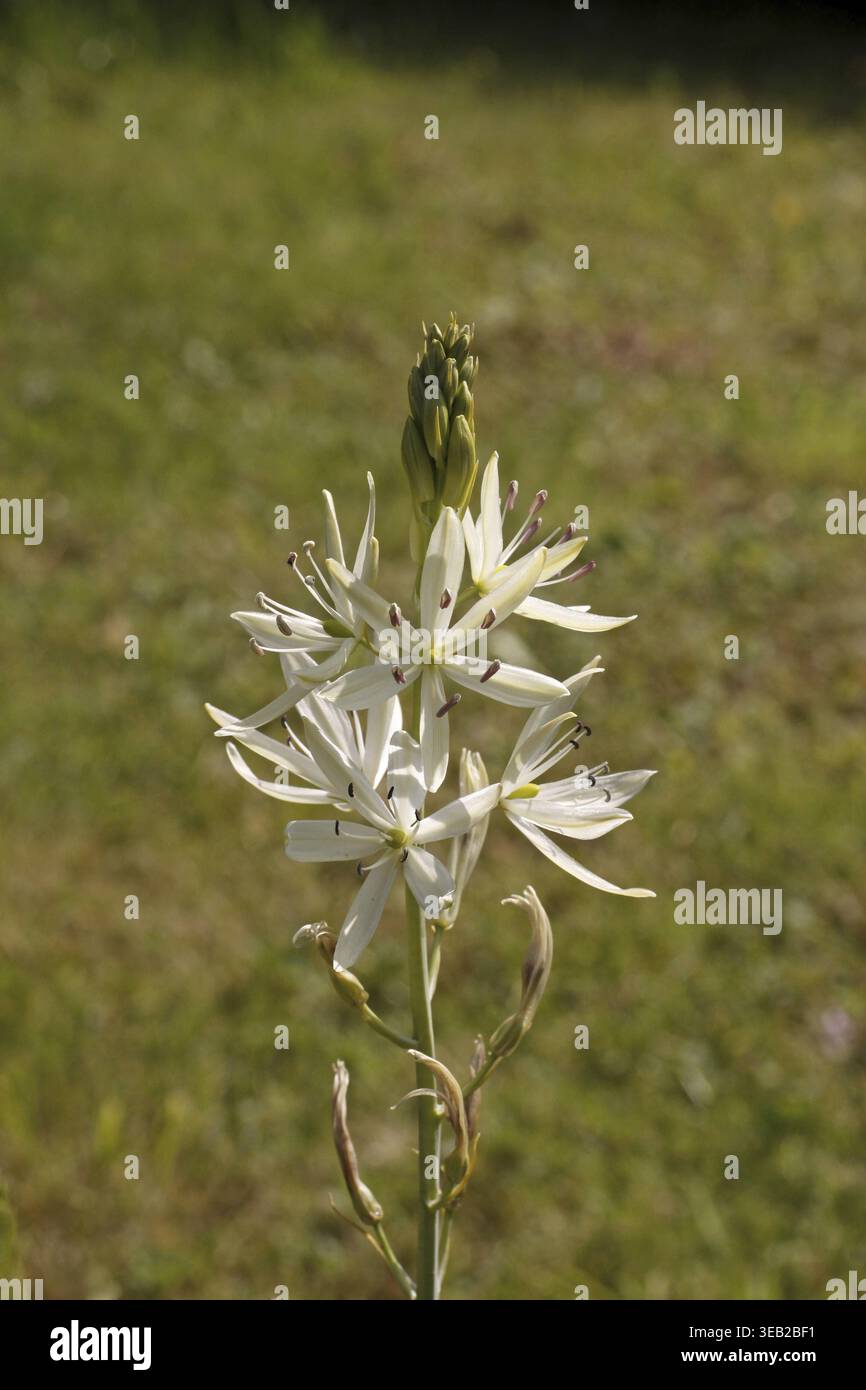 Camassia cusickii, Cusiks Prärielilie Stockfoto