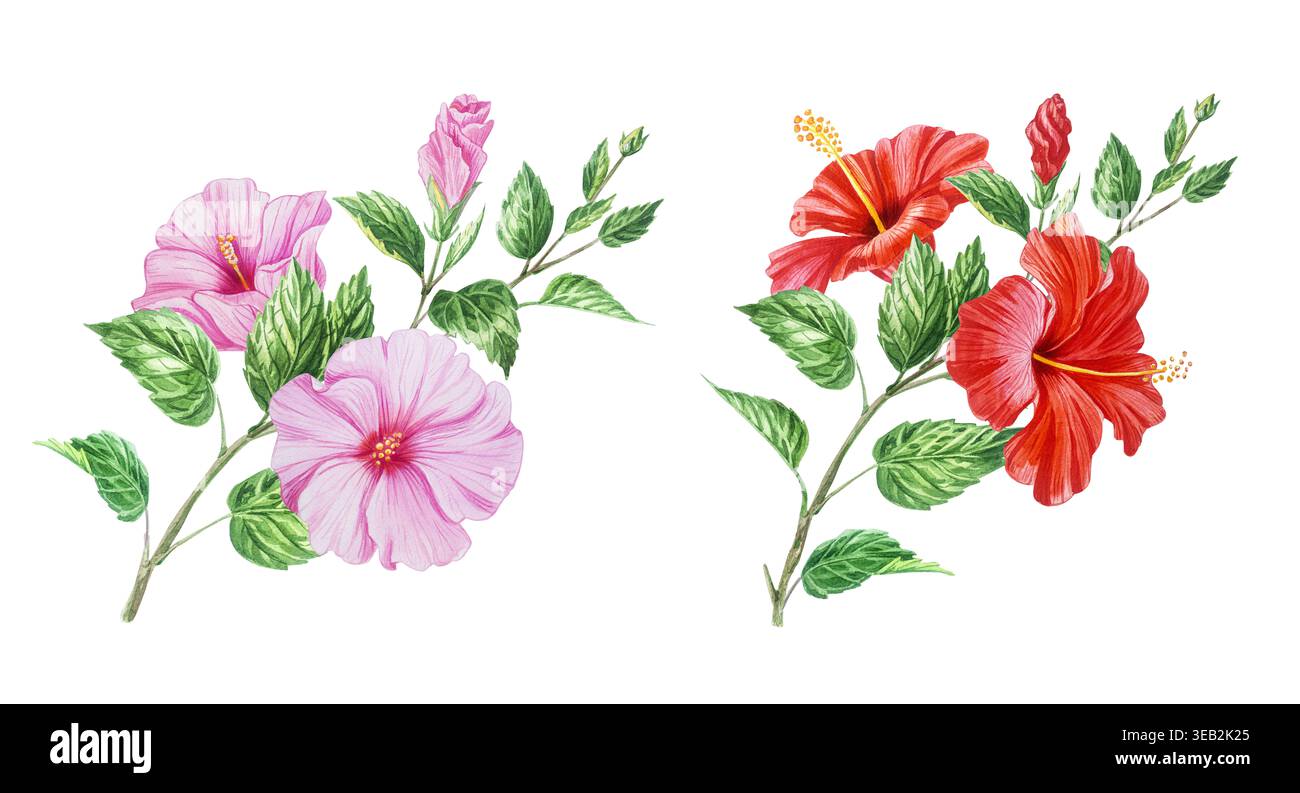 Set von zwei Hibiskuszweigen isoliert auf weiß. Handgemalte Aquarelle mit tropischen Blumen Clipart. Realistische detaillierte botanische Darstellung Stockfoto