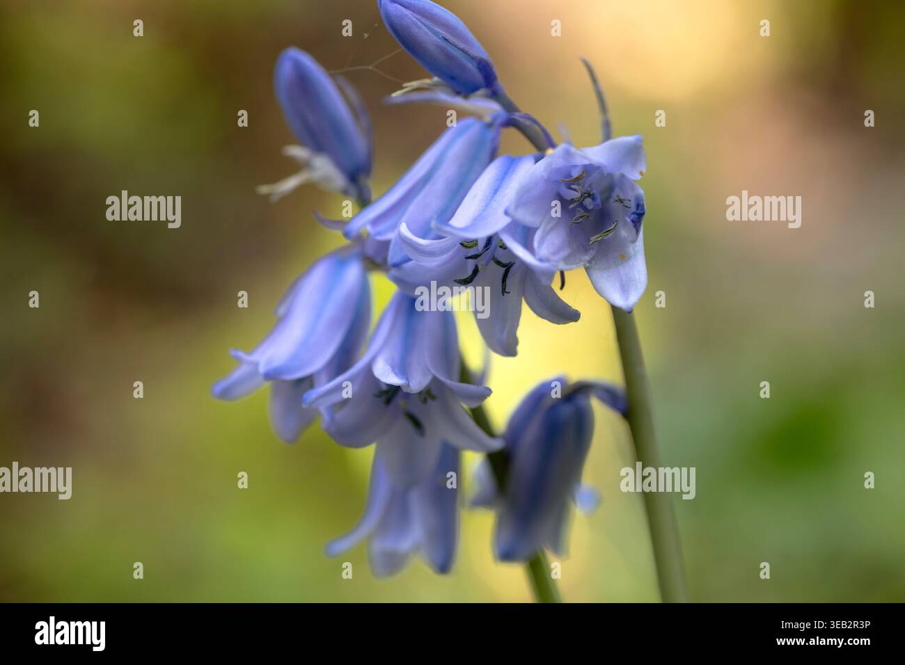 Blauglockenblumen in Nahaufnahme auf verschwommenem grünem Hintergrund Stockfoto