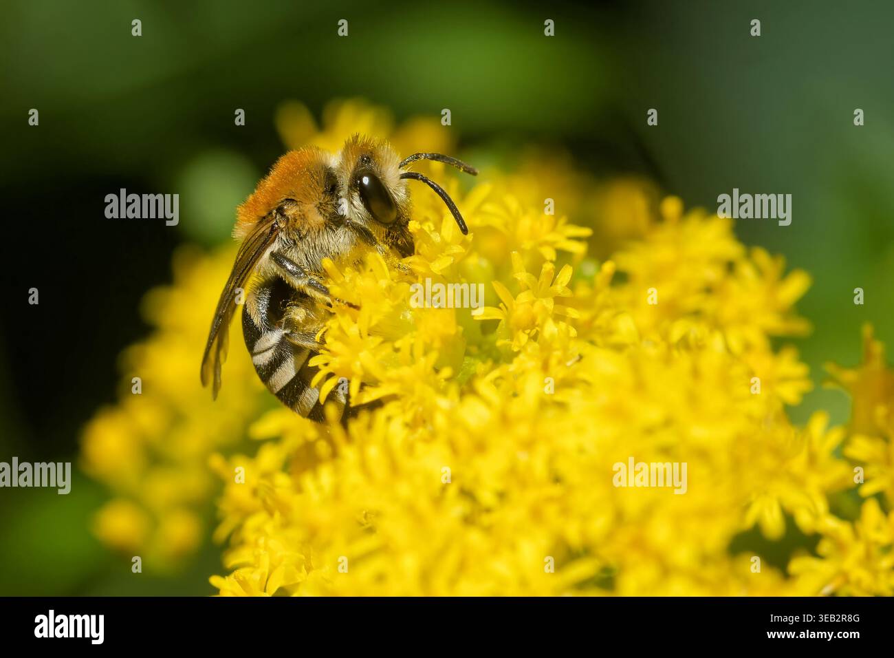 gemeine Seidenbien Stockfoto