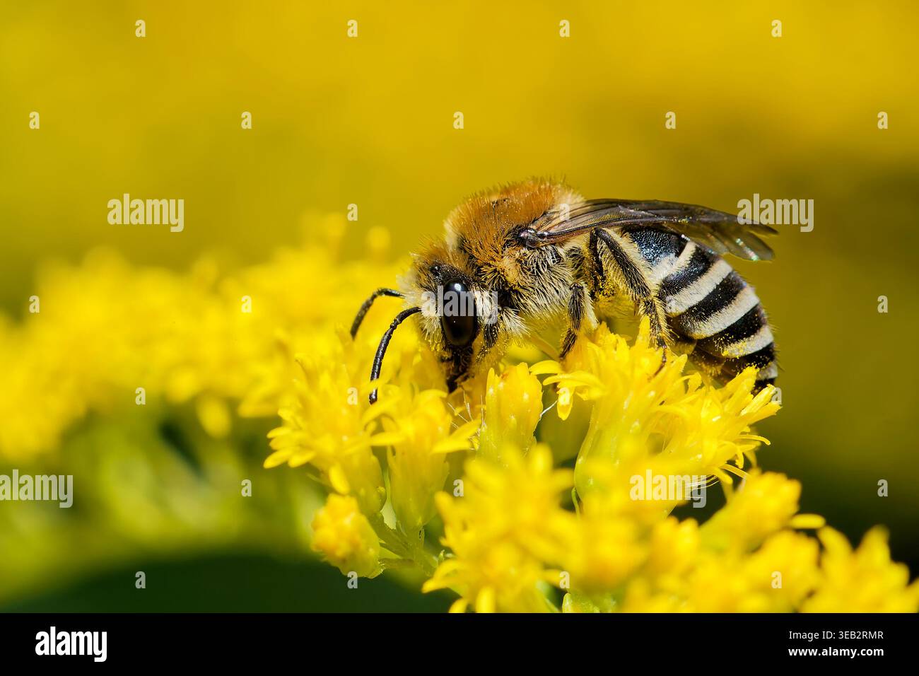 gemeine Seidenbien Stockfoto