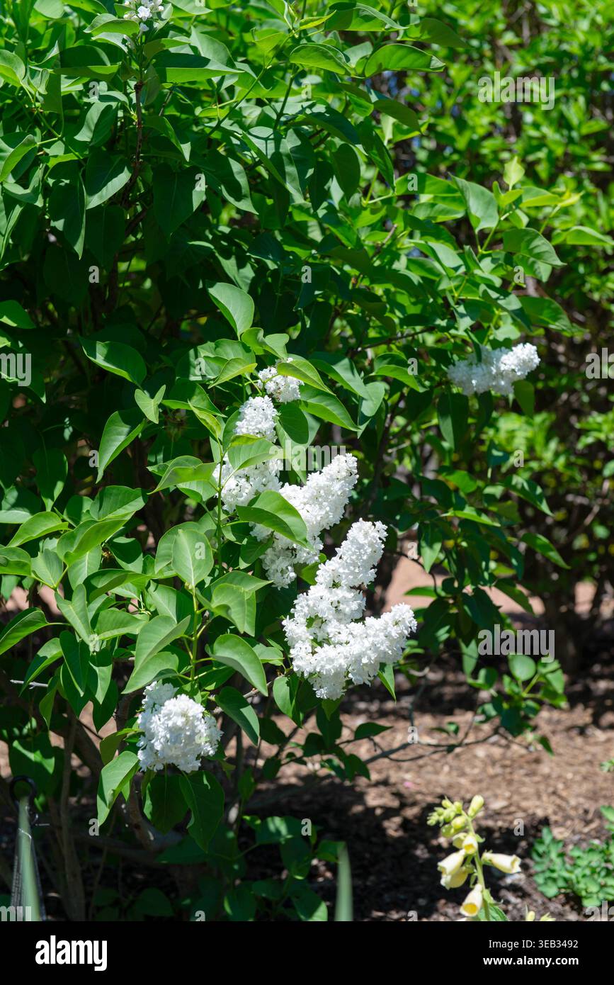 Weiße Fliederblüten blühen auf grünem Busch im Garten, Frühlingsszene mit frischen Blättern und natürlichem Sonnenlicht Stockfoto