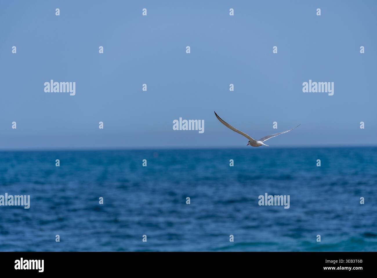 Möwen gleiten über ruhiges blaues Meer mit klarem Himmel und fernem Horizont, minimaler Zusammensetzung, friedlicher Natur an der Küste und Freiheitskonzept. Stockfoto
