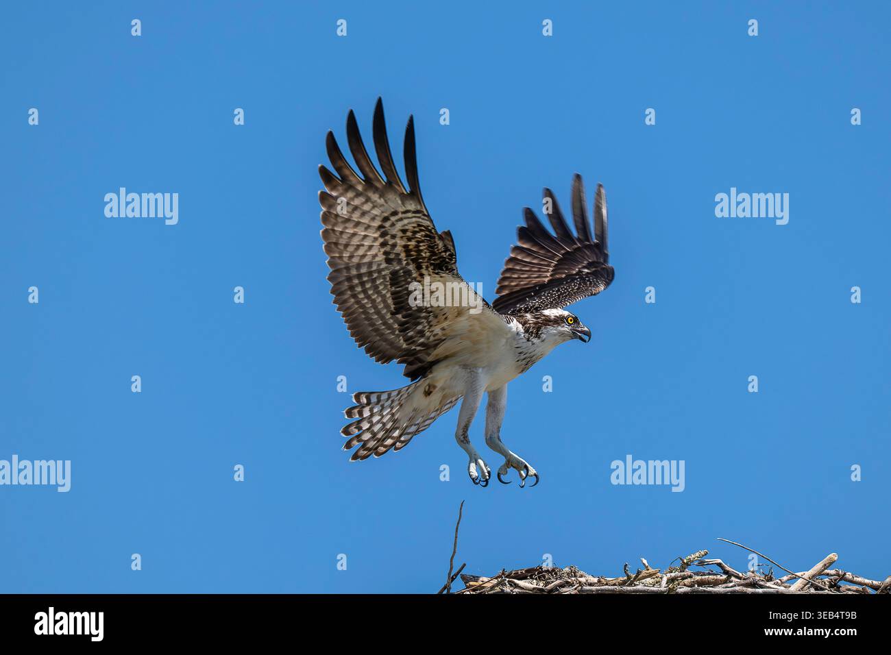 Ein Osprey Stockfoto