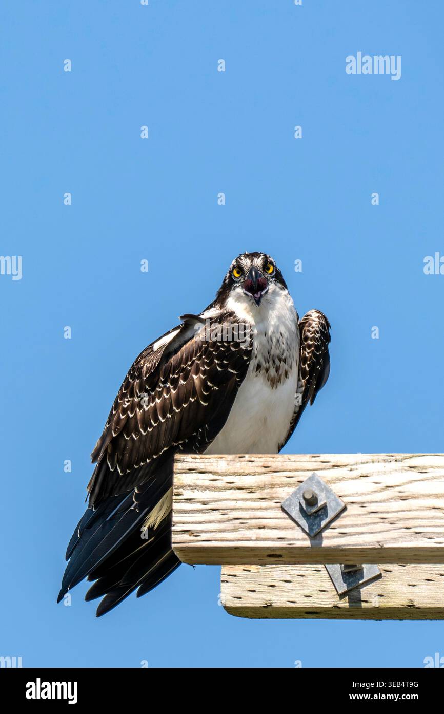Ein Osprey Stockfoto