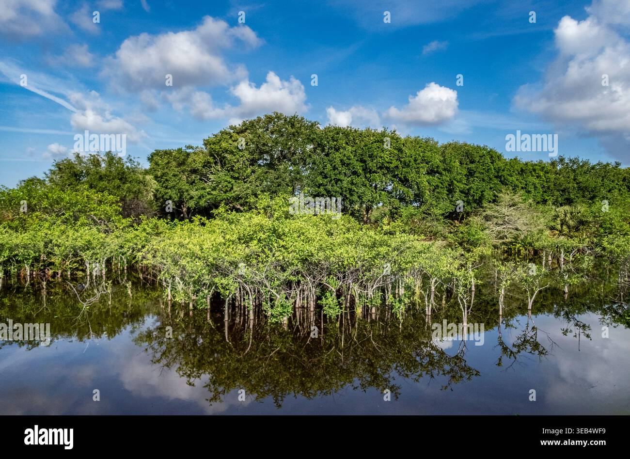 Wakodahatchee Wetlands Natur- und Wildtiergebiet in Delray Beach Florida USA Stockfoto