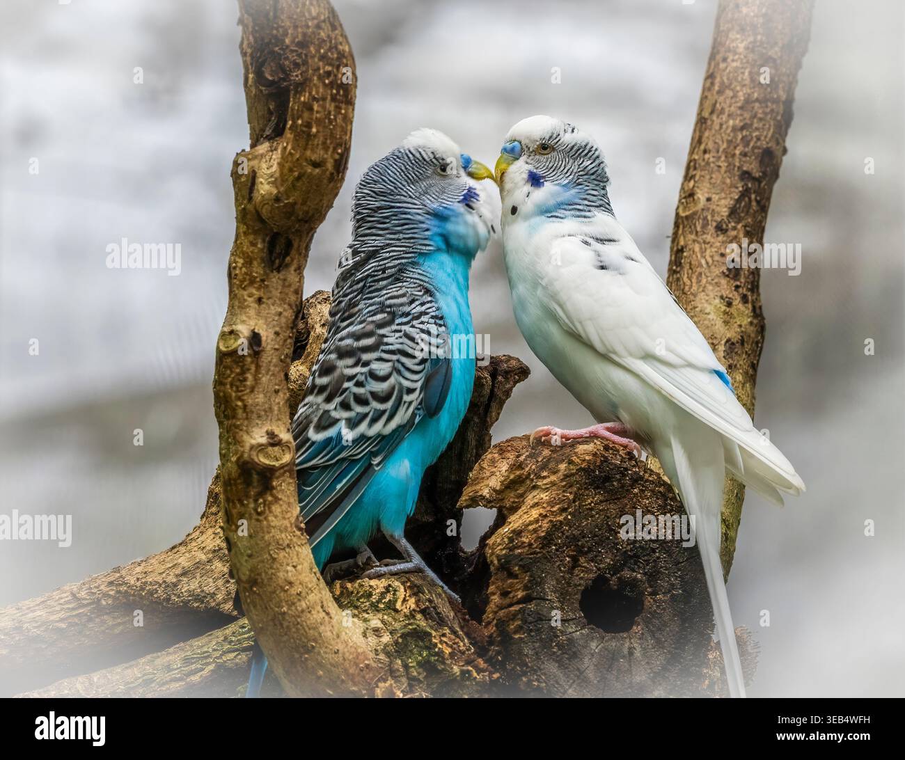 Ein Paar Sittiche, auch bekannt als Budgies, soll Sittiche oder gewöhnliche Sittiche in Butterfly World in Coconut Creek Florida USA Stockfoto