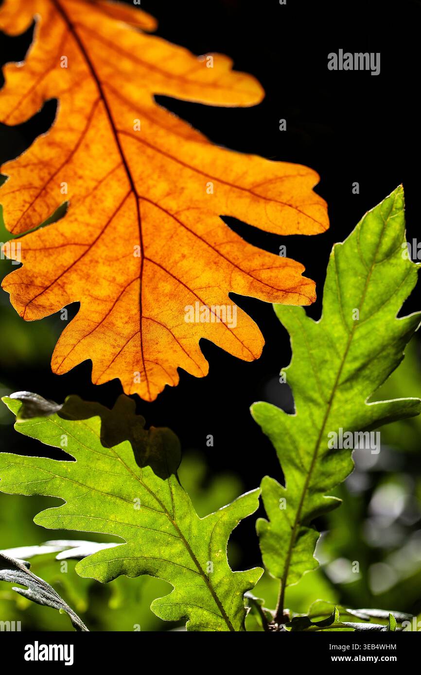 Hinterleuchtete Eichenblätter leuchten in lebhaften Herbsttönen, Orange und Grün bilden ein markantes natürliches Muster vor dunklem Hintergrund und heben die Blattstruktur hervor Stockfoto