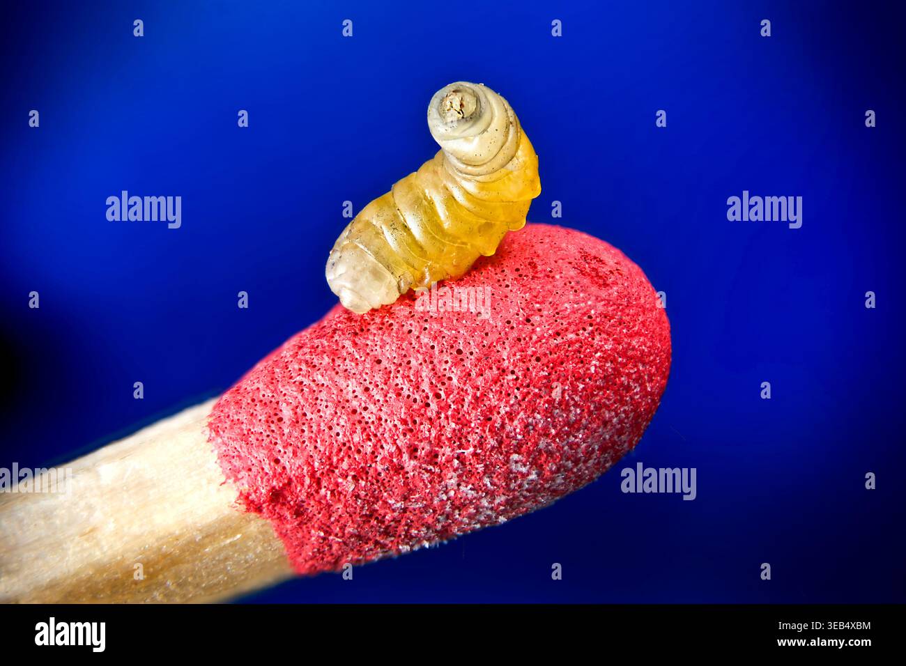Extremes Makro einer Wespengrube (Apanteles glomeratus) auf einem roten Streichkopf mit durchscheinenden Details auf blauem Hintergrund. Stockfoto