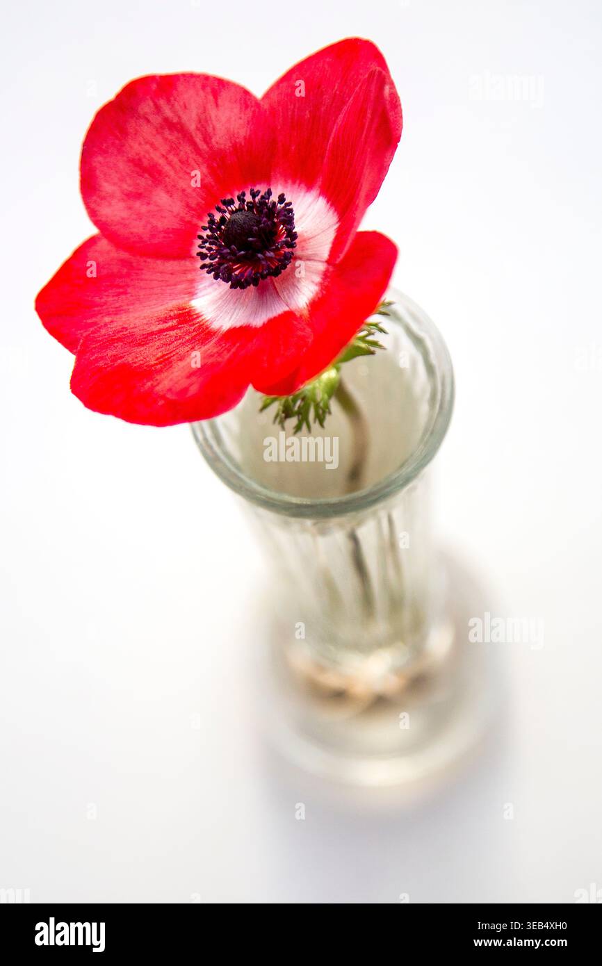 Rote Mohnanemone in einer klaren Glasvase, eine minimalistische Komposition aus lebhaften Farben, weichem Licht und zarten Details vor einem klaren Hintergrund Stockfoto